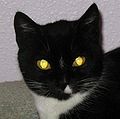Di çavên vê pisîkê de ronahiya çavê ji retroreflektorên celebê şefaf eşkere ye.