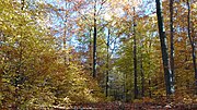 Vorschaubild für Wälder und Kalkmagerrasen der Ringgau Südabdachung