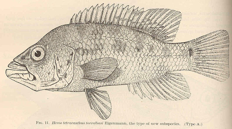 File:FMIB 40949 Heros tetracanthus toralbasi Eigenmann, the type of new subspecies (Type A).jpeg