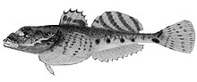 drawing of Cottiusculus schmidti fish