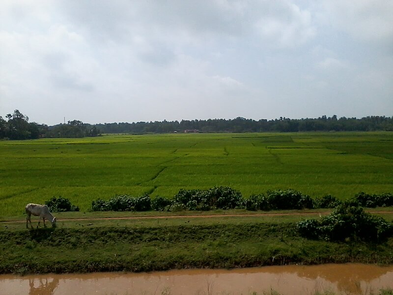 File:Farm Land in Dasarathpur - panoramio.jpg