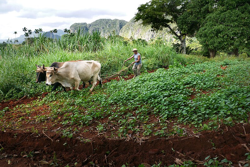 File:Farmer plows his field with oxen at Cuba-Vinales.jpg