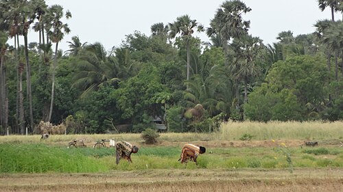 Farming in jaffna.JPG