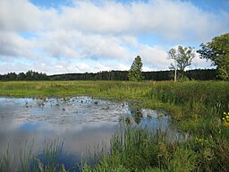 Patro Hennepin MNSP Marsh.JPG