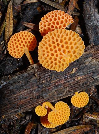 <i>Favolaschia</i> Genus of fungi