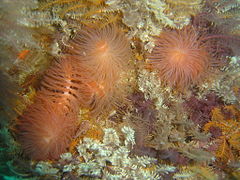 Feather duster tubeworms