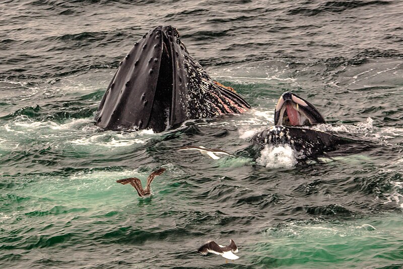 File:Feeding Humpback Whales, Gerlache Strait, Antarctic Peninsula (25369686354).jpg