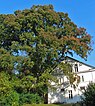 Gladde iep of Veldiep (Ulmus minor of Ulmus carpinifolia)