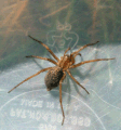 Tegenaria agrestis Allegedly angerous. May end up in your bed or in undisturbed clothing. (Hobo spiders in the U.S. have been implicated in medically significant bites but the same species is not known to be a problem biter in Europe. They are not aggressive, and necrosis subsequent to bites may be caused by infections.)