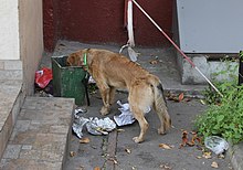 can coffee kill a dog