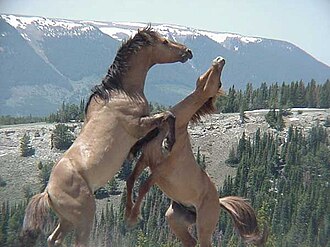 Feral stallions fighting- Pryor Mountain Wild Horse Range - Montana Feral stallions fighting- Pryor Mountain Wild Horse Range - Montana.jpg