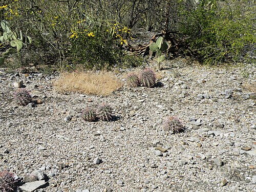 HORTICOPIA®-- Ferocactus latispinus var. spiralis (Barrel Cactus, Fish-Hook  Cactus, Devil's Tongue)