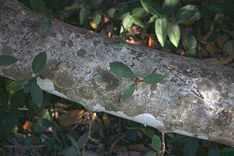 Ficus burtt-davyi01.jpg