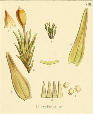 <i>Orthotrichum crassifolium</i> Species of moss