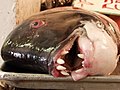 Photo taken at Ensenada´s Fish Market (Mercado Negro), Baja California, México / Foto tomada en el Mercado Negro de Ensenada, Baja California, México