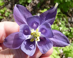 Pančićeva kandilka (Aquilegia pancicii Degen)