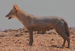 Flickr - Rainbirder - Golden Jackal Female.jpg