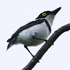 ♂ Batis senegalensis