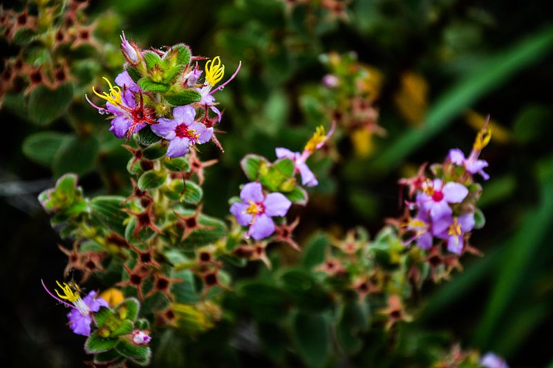 File:Flores - Cachoeira do Mosquito - Chapada Diamantina.jpg