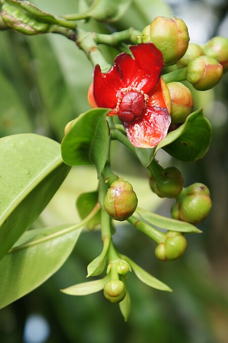 Garcinia_atroviridis