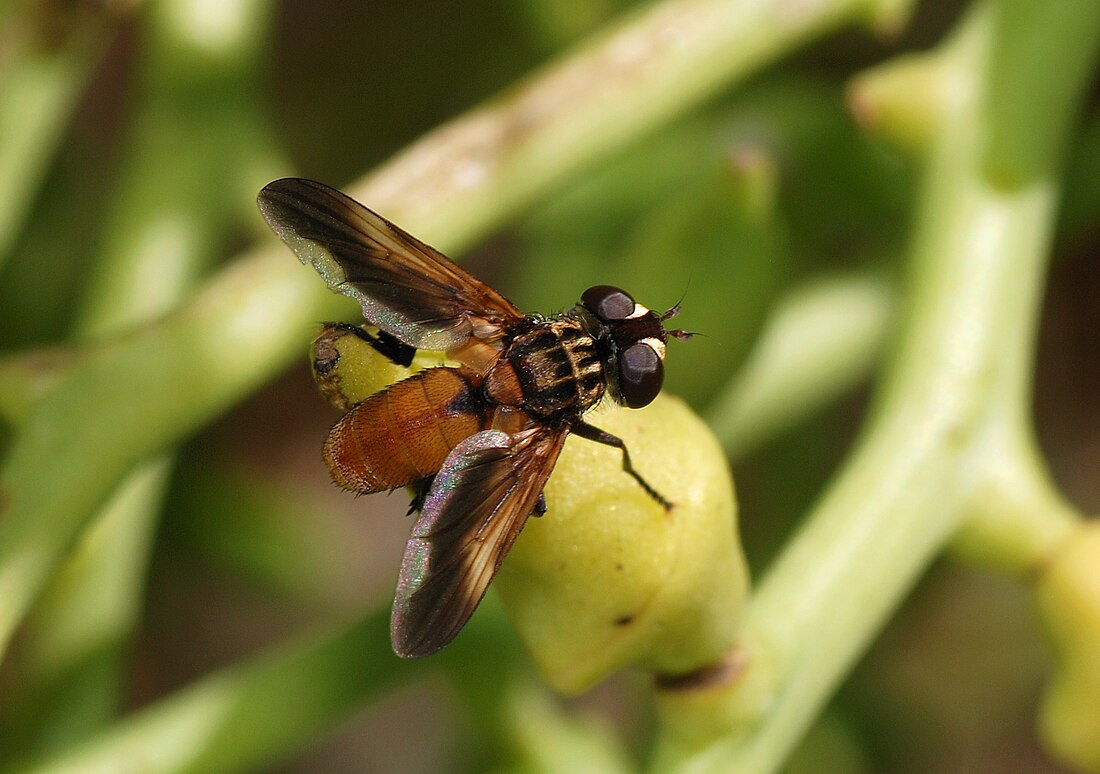 File:Fly August 2008-1.jpg