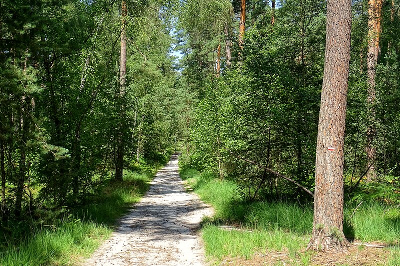 File:Fontaine-Chaalis (60), forêt d'Ermenonville, route du Bosquet Rond, GR 1 5.jpg