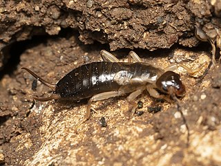 <i>Forficula lurida</i> Species of earwig