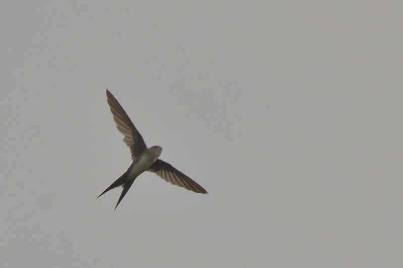 File:Fork-tailed Palm-Swift showing forked tail.jpg