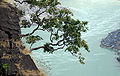 Copaci care atârnă peste Gange
