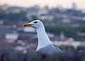 * Nomination Yellow-legged Gull (Larus michahellis), Porto, Portugal --Poco a poco 23:15, 13 December 2012 (UTC) * Promotion Nice. --Selbymay 09:49, 14 December 2012 (UTC)