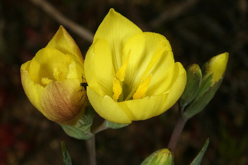 File:Geissorhiza ornithogaloides 1DS-II 3-6543.jpg