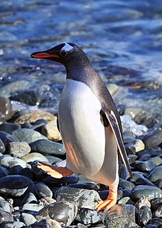 Gentoo Penguin at Cooper Bay, South Georgia.jpg