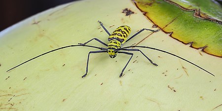 Fail:Gerania bosci bosci (longhorn beetle) on a coconut (focus stacking).jpg