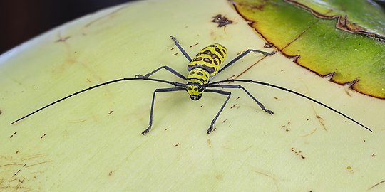 Gerania bosci bosci (longhorn beetle) on a coconut