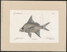 Gerres plumieri - 1828-1849 - Print - Iconographia Zoologica - Special Collections University of Amsterdam - UBA01 IZ13000201.tif
