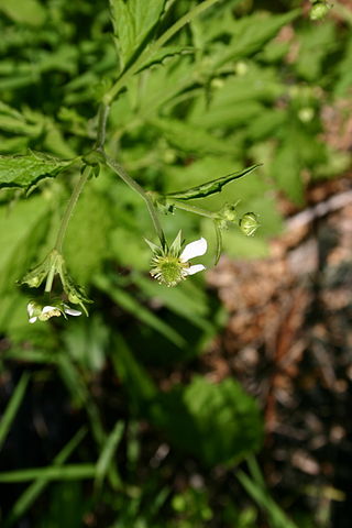 <i>Geum canadense</i> Species of flowering plant