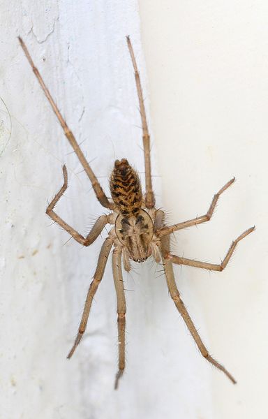 File:Giant House Spider - Tegenaria atrica?, Drymen, Stirlingshire.jpg