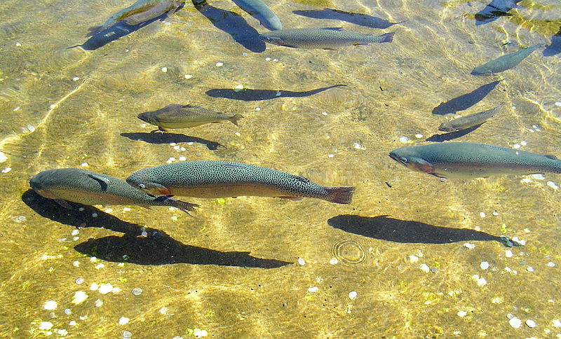 File:Giant Springs Trout17.JPG