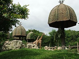 Giraffes in Dusit Zoo - panoramio.jpg