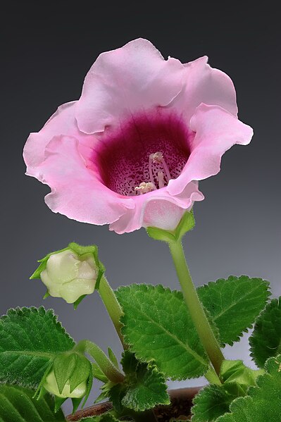 File:Gloxinia - (Sinningia speciosa).jpg