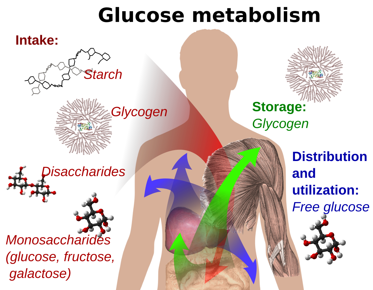 Glucose utilization efficiency