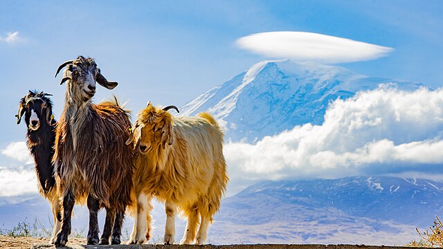 Goats in Ağrı Mountain, Turkey.