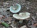 Russula virescens