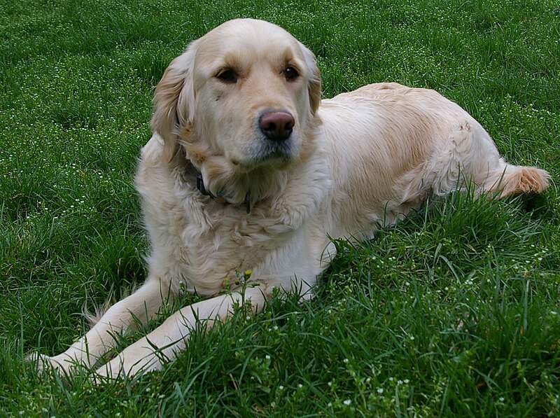 File:Golden retriever-033.JPG