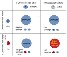 The mother is a carrier of the recessive hereditary disposition for Color blindness. The Y chromosome of the father cannot oppose this. The healthy allele on the X chromosome of the father can compensate for this in a daughter. She can see normally, but she becomes a conductor. The same pattern of inheritance applies to Haemophilia. Gonosomal recessive inheritance.png