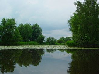 Gose Elbe cerca de Reitbrook