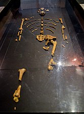 Squelette de Lucy, le premier Australopithecus afarensis découvert.