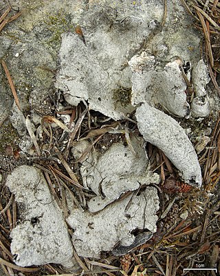 <i>Dermatocarpon atrogranulosum</i> Species of lichen