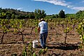 Image 517Grape harvesting, Ponte de Sor, Portugal (approx. GPS location)