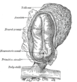 Людський ембріон довжиною 2 мм. Дорсальний вид через розкритий аміон.